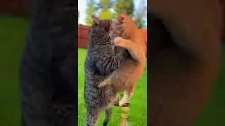 #26 | Mother Cat Fights Leopard to Save Her Kitten Courageously #26 #catrescue #wildlife