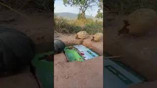 Unique diy underground quail trap Using Pumpkin #shorts