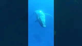 Curious Close Encounters: Humpback Whale Swims in Tonga by Amanda Delaforce