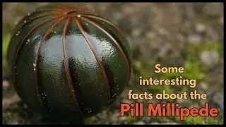 The PILL MILLIPEDE - some interesting facts about these cute little millipedes