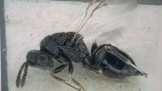 Eurytoma coleopterae Zerova. Eurytomidae. Holotype. Collection of Institute of Zooogy, Kyiv, Ukraine
