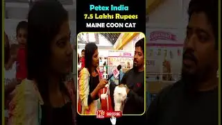 7.5 Lakhs Rupees MAINE COON CAT | #Cats #PetexIndia #Hitex #AnchorSaidivya #Shorts #KiranTV