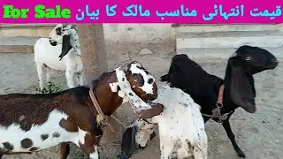 Three Goats And One Breeder For Sale | Full Set in Cheap Price  |  Hamza Malik Vlogs