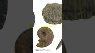 &ldquo;Unlocking Earth&rsquo;s Secrets: The 520-Million-Year-Old Larva That Could Change Everything!&rdquo;