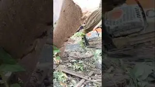 stump cutting skill technique #shortvideo #treecutting #chainsaw