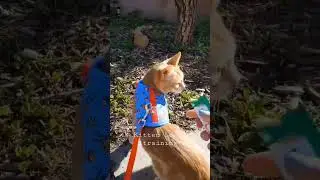 Kitten leash training #cat #kitten #leashtraining #orangecatthings