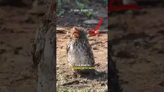 Birds Bizarre Anting Behavior
