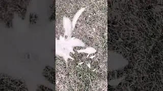 Falling petals