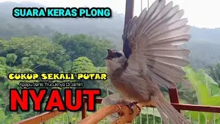 🔴TRUCUKAN GACOR ROPEL PANJANG | MASTERAN TRUCUKAN | PACINGAN AGAR BUNYI GACOR SEPANJANG HARI
