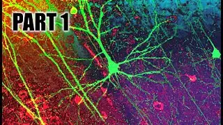 Transferrin, Galectin-3, and Iron in Remyelination (Part 1) | Failed Biochemist Season 2020 ep. 63