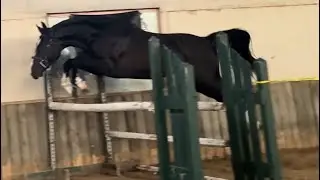 Orzel de Muze (Pommerol de Muze x Alcatraz) chute jump Stallion Inspection Sept 2026