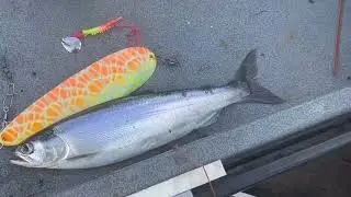 Kokanee on Giro Mule kicker dodger and shrimp thing spinner with @JUNationFishing