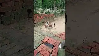 #Ullu #ke #dance# funny🤣😛 #shorts #trending #viral
