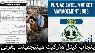 Punjab Catel Market Management Jobs 2026 | Catel Market Bharti 2026 | SANA ULLAH Jobs Digital 