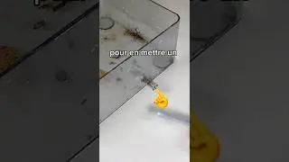 J&rsquo;ai d&ucirc; d&eacute;m&eacute;nager ces fourmis