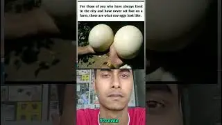 Cow eggs 🥚 #thoughts #viral #memes #foryou #shortvideo #eggs