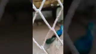 Funny peacock 😂🦚