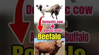 Mix of a domestic COW & an American BUFFALO #hybrid #animal