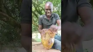 The Ultimate Guide to Cutting Peeling  Enjoying Nutritious Organic Coconut Water  meat & milk🥥#viral