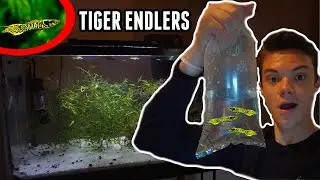 Getting NEW *TIGER* ENDLERS For BREEDING Aquarium