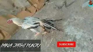 parla jathi kollu 🐓 available