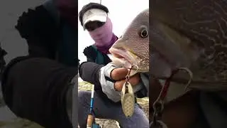 Blubber lip snapper on nexave 3000 | Anglers fishing tackle