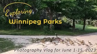 Winnipeg Parks Photography Vlog -- June 1-15, 2023