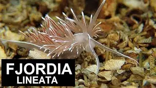 CORYPHELLA / FJORDIA LINEATA (Lov&eacute;n, 1846) / A simple moment in the life of a sea slug