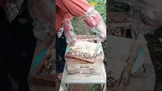 Di Balik Sengat dan Riuh Lebah | Panen Madu Nyiruan Apis Cerana Asli Alami 🍯🌿 #apiterapi #bee