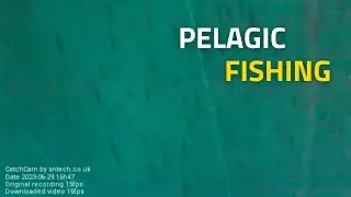 Pelagic Fishing Camera | CatchCam films Pelagic Trawler Net catching Mackerel Underwater