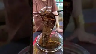 snake wine 🐍🍷#vairalvideo #vairalshort #snake #wine