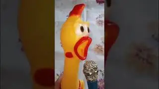 🐤PRACTICING HOW TO SING🐔MR SHRILLING CHICKEN 🐣16🐣🐣#short #shrillingchicken #asmrsounds #asmr