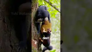 The bold Indian squirrel vs. sneaky monkeys 🐿️#animal #cute #squirrel #funny