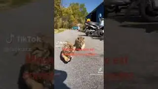 Corre te va comer