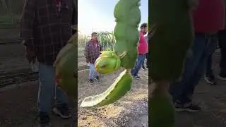 🌵 PITAHAYA 🐉 fruta del dragón 🐲 (dragón frut) Sinaloa México