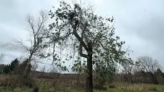 Trees in the Breeze 