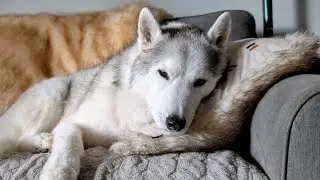 My Husky Memphis Goes Back to the Vet.  Time for more tests