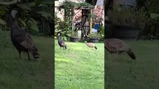 Wild turkey in my backyard
