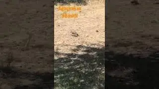 #bird #baskil #nature