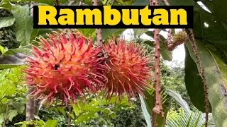 Rambutan Plant |Tulu Vlog|Dharbardhani