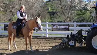 ABI Equine Commercial with Dana Hokana