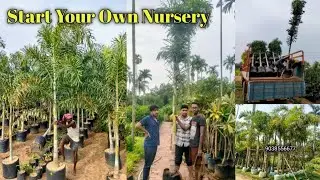 Wholesale plnant nursery market muchisha kolkata | Wholesale Foxtail Palm Sale in Cheap Prices #palm