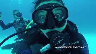 Halocline Divers - The Bull Sharks are back