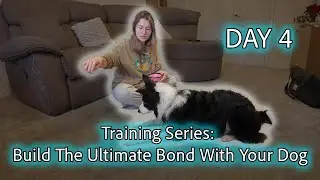 How To Train Your Dog To INSTANT DOWN (Emergency Down Command!)