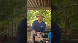 Cabe&ccedil;a de porco assada