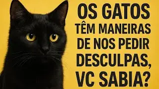OS GATOS PEDEM DESCULPA VC SABIA?#gatos #cats 