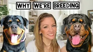 Why We&rsquo;re Starting a Rottweiler Breeding Program | Meet Our Family & Our Dogs