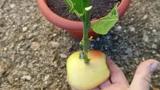 LA TECNICA DELLA TALEA CON LA MEZZA MELA ✌️♥️