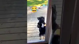 funny 🤣😂#funny #dogshorts #dogfun #doglove #doglife #dogs #dog #dogvideos  #viral#trandingshorts