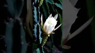Golden Empire l Night Blooming Cereus